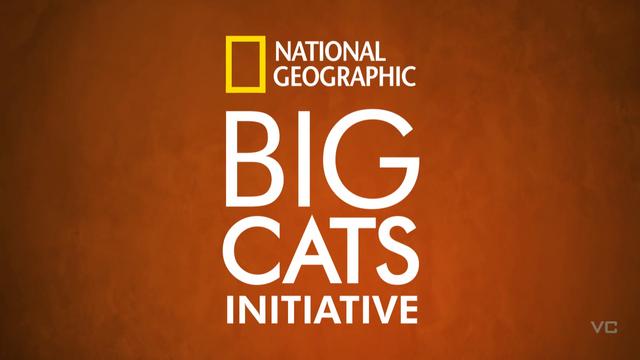 Big Cats Initiative